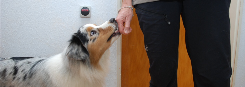 Diabetikerwarnhund